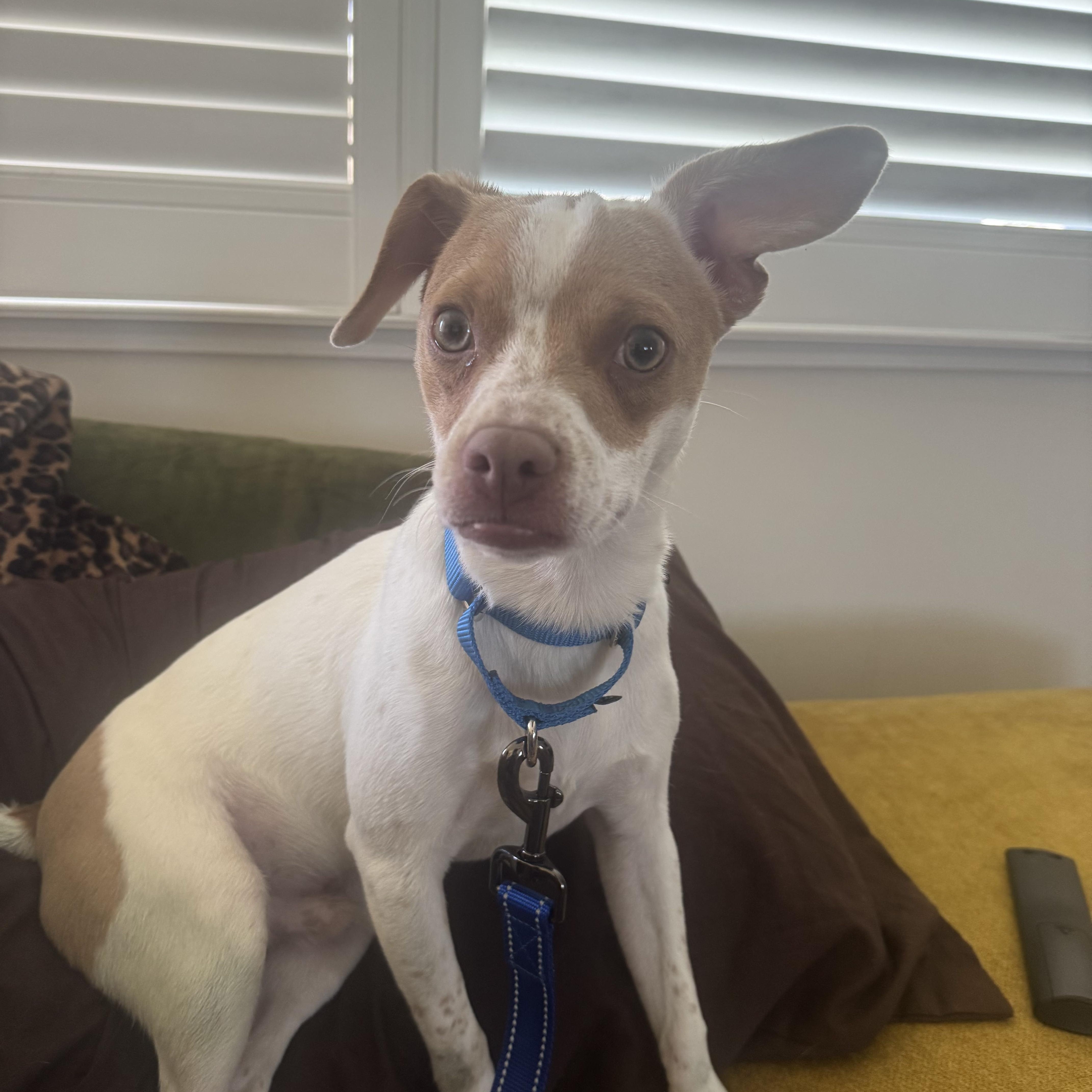 Enlarge Russ, an adopted mixed breed in Columbia, MD image 1/2