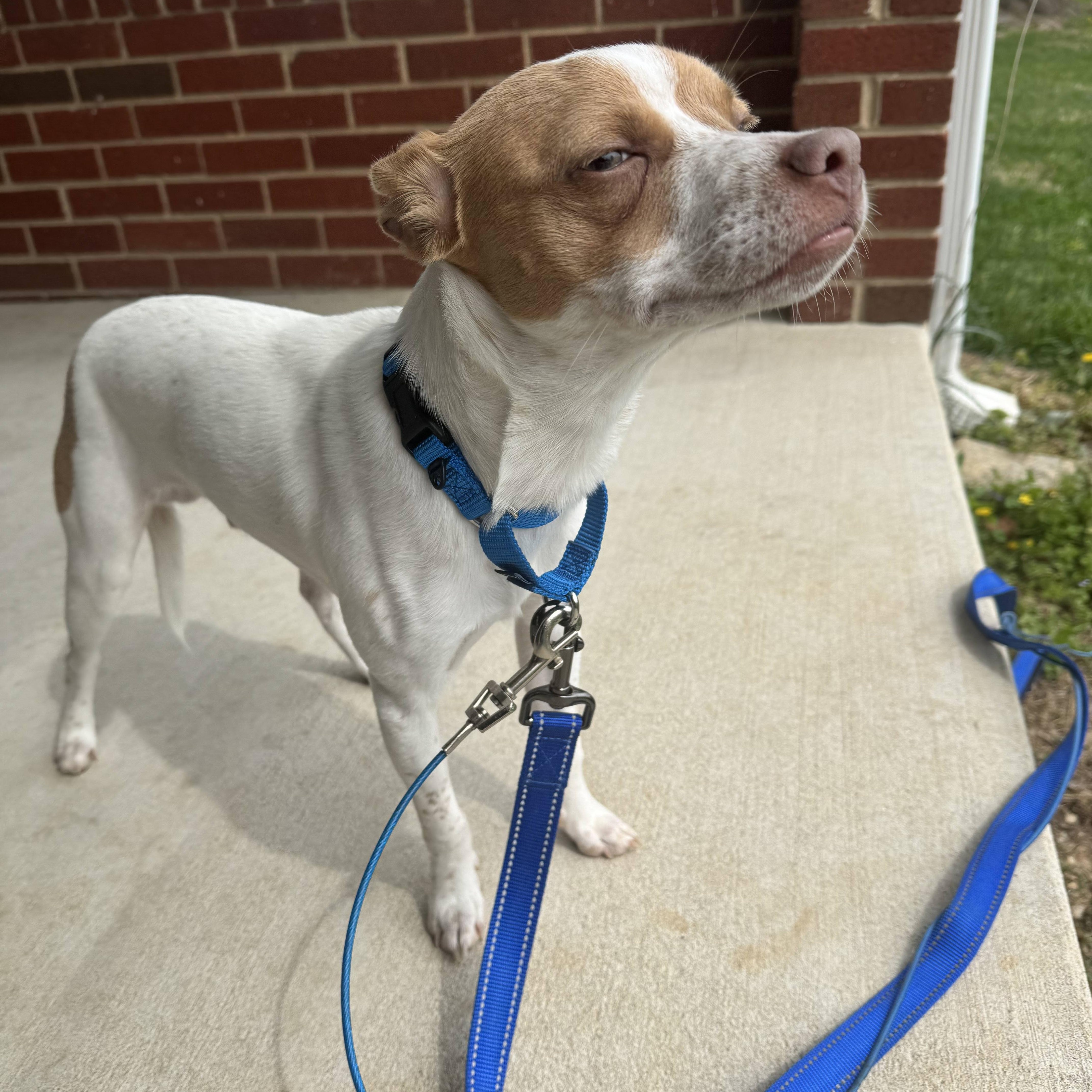 Enlarge Russ, an adopted mixed breed in Columbia, MD image 2/2