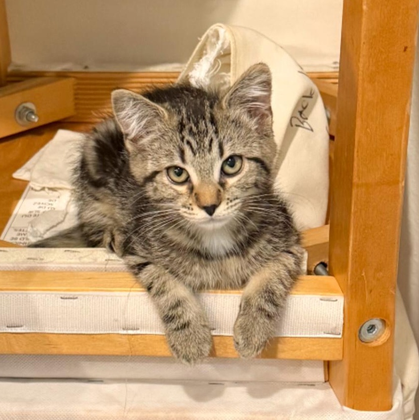 Cinder, Adoptable, Kitten Female Tabby & Domestic Short Hair.