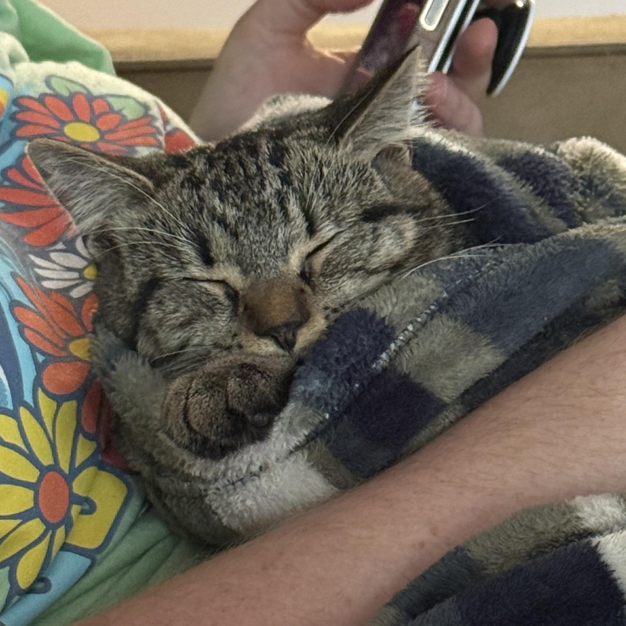 Cinder, Adoptable, Kitten Female Tabby & Domestic Short Hair.