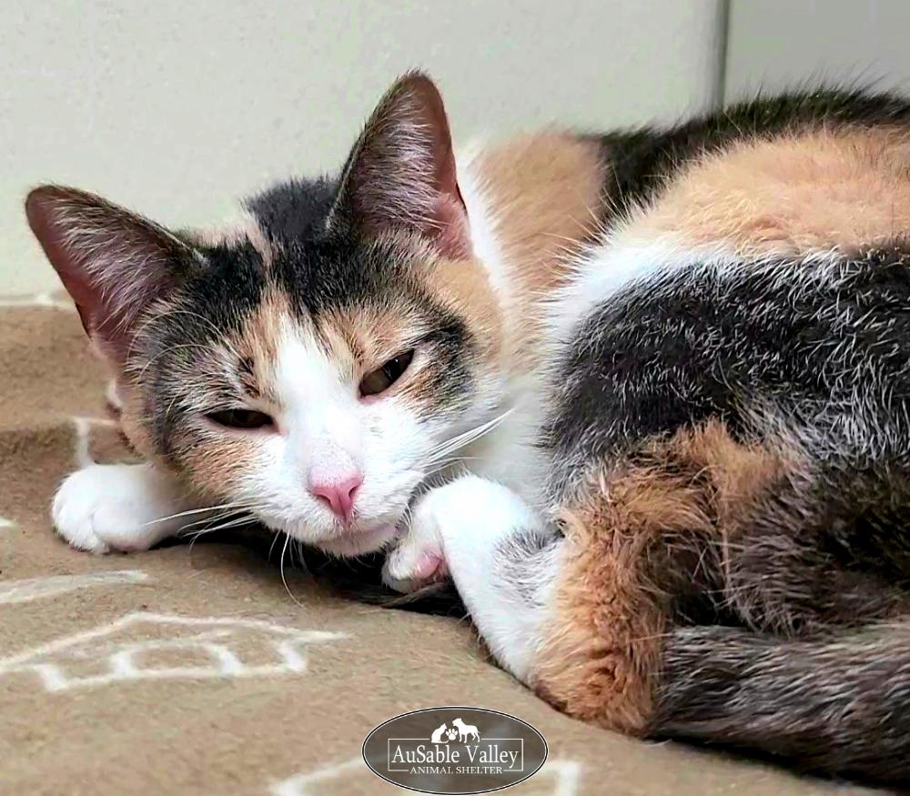 Taffy, an adopted Domestic Short Hair in Grayling, MI image 6/6