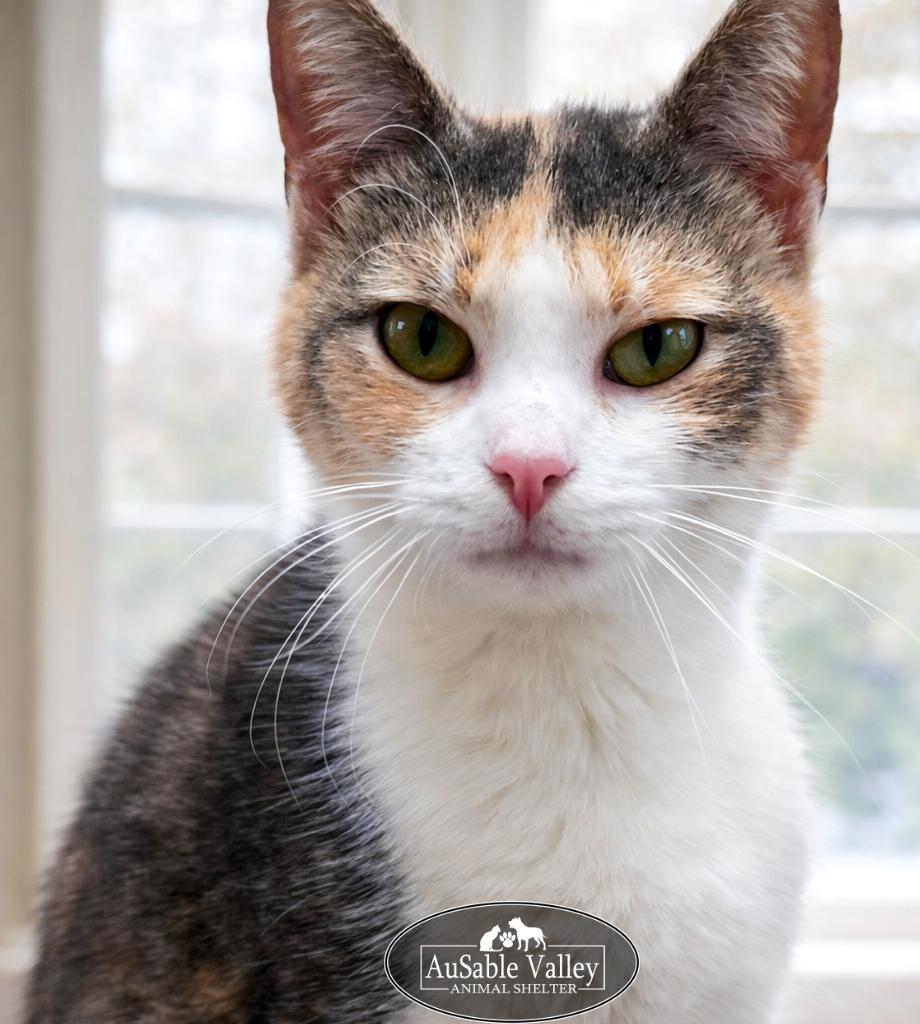 Taffy, adopted, Adult Female Domestic Short Hair.