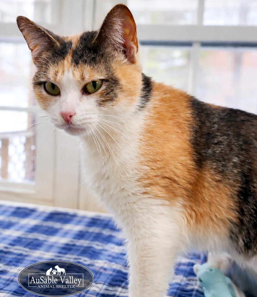 Taffy, an adopted Domestic Short Hair in Grayling, MI image 3/6