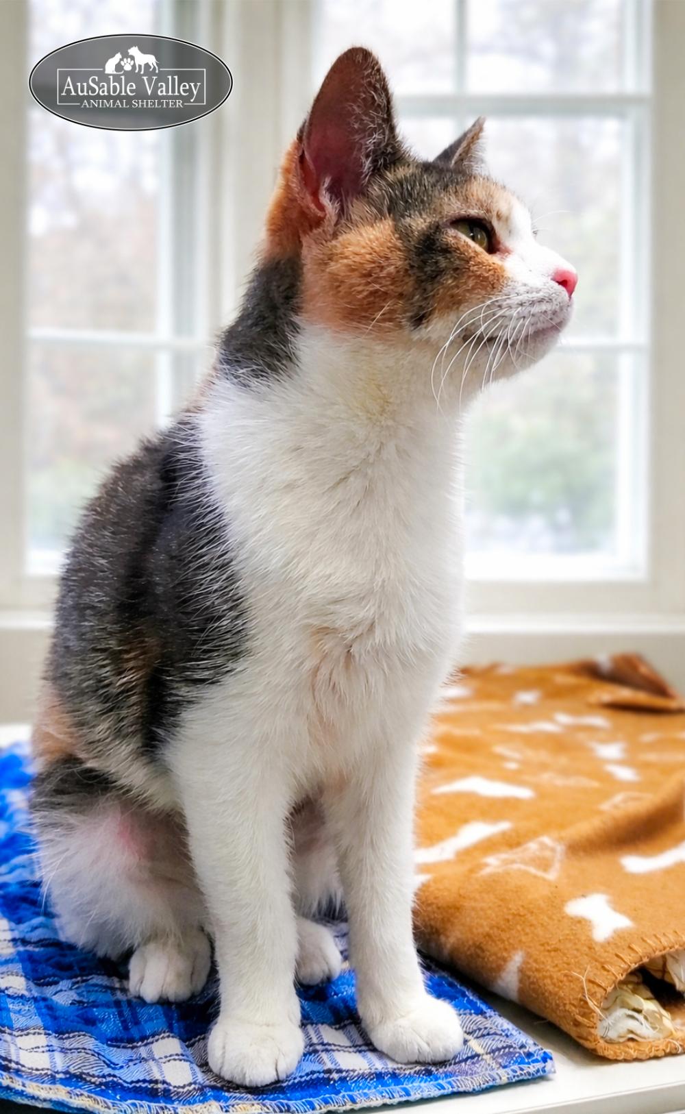 Taffy, an adopted Domestic Short Hair in Grayling, MI image 2/6