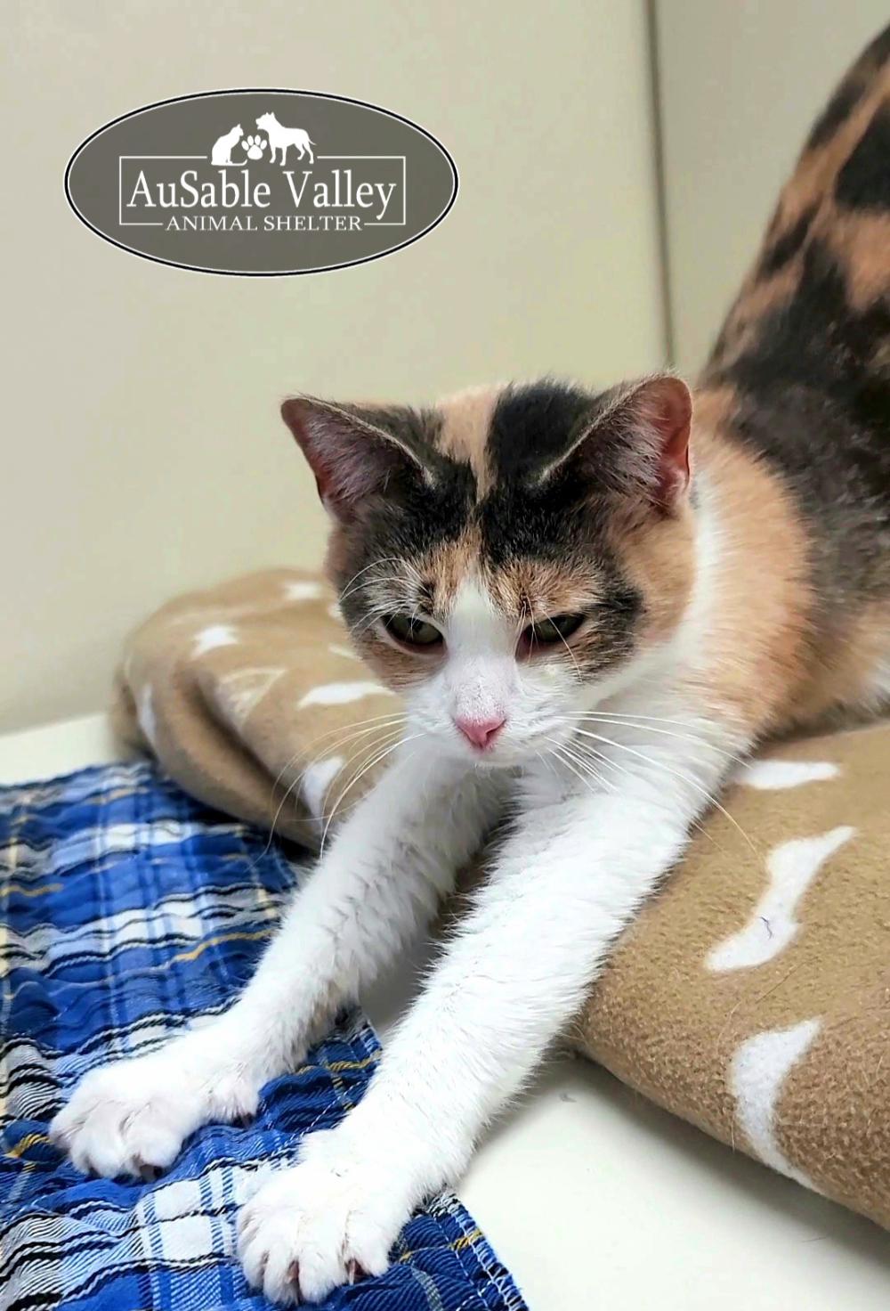 Taffy, an adopted Domestic Short Hair in Grayling, MI image 5/6