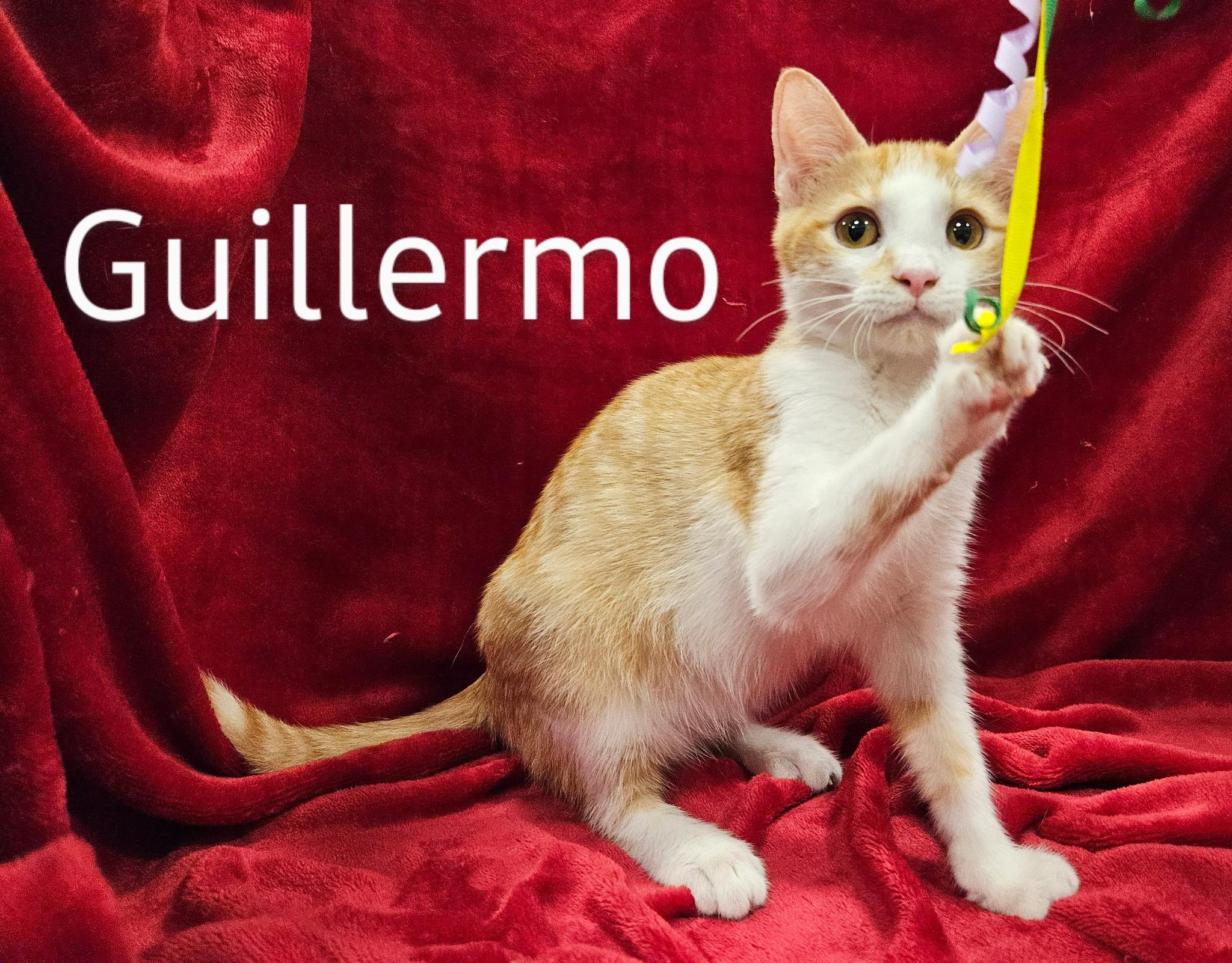Guillermo - North Conroe Petsmart