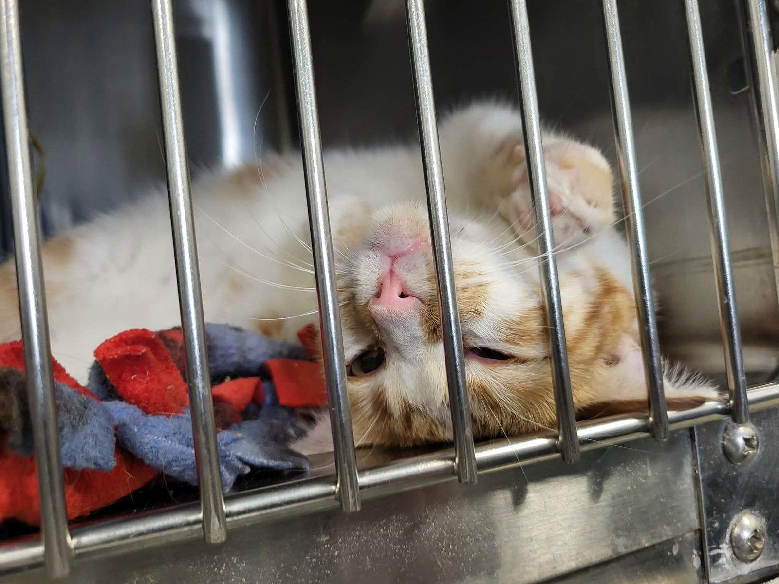 Hutton, Adoptable, Young Female Domestic Short Hair.