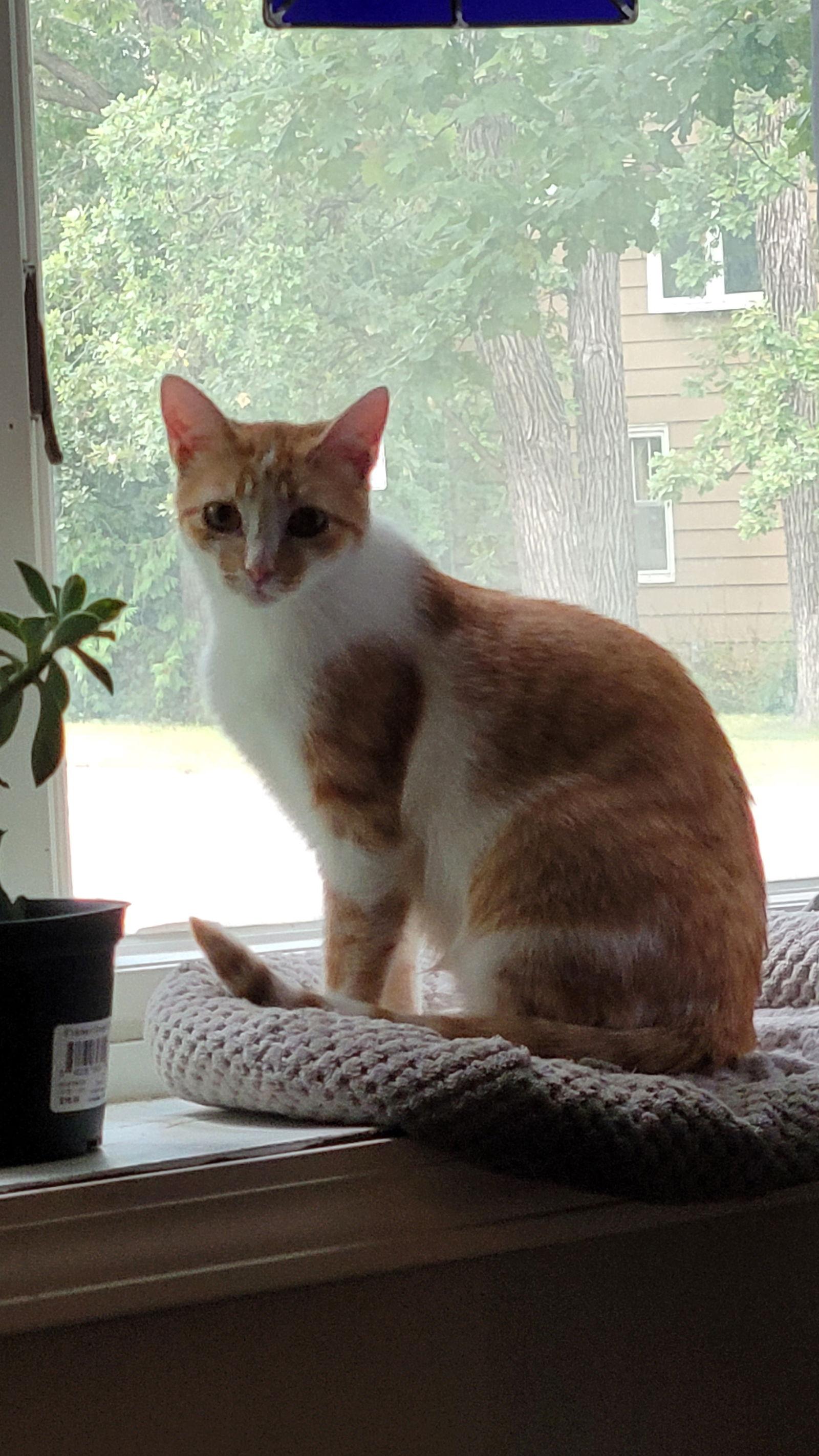 Hutton, Adoptable, Young Female Domestic Short Hair.