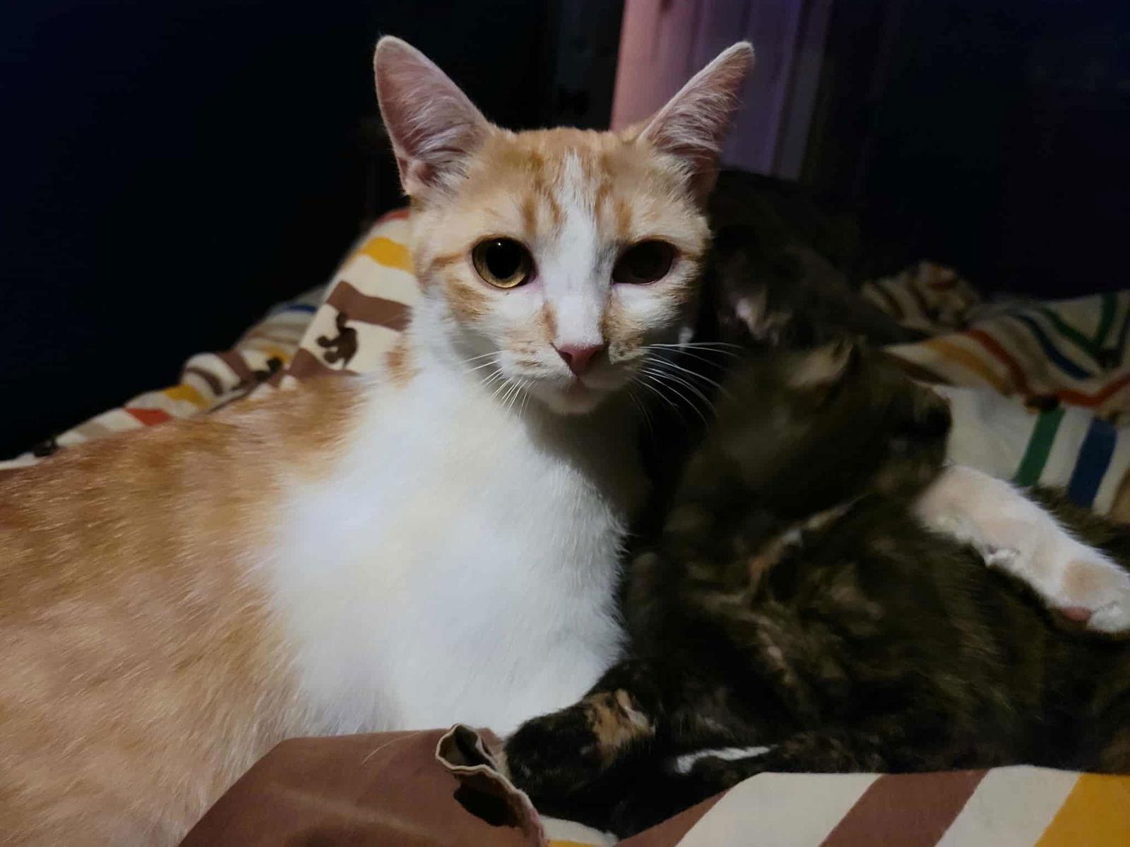 Enlarge Hutton, a Adoptable Domestic Short Hair in Detroit Lakes, MN image 2/3