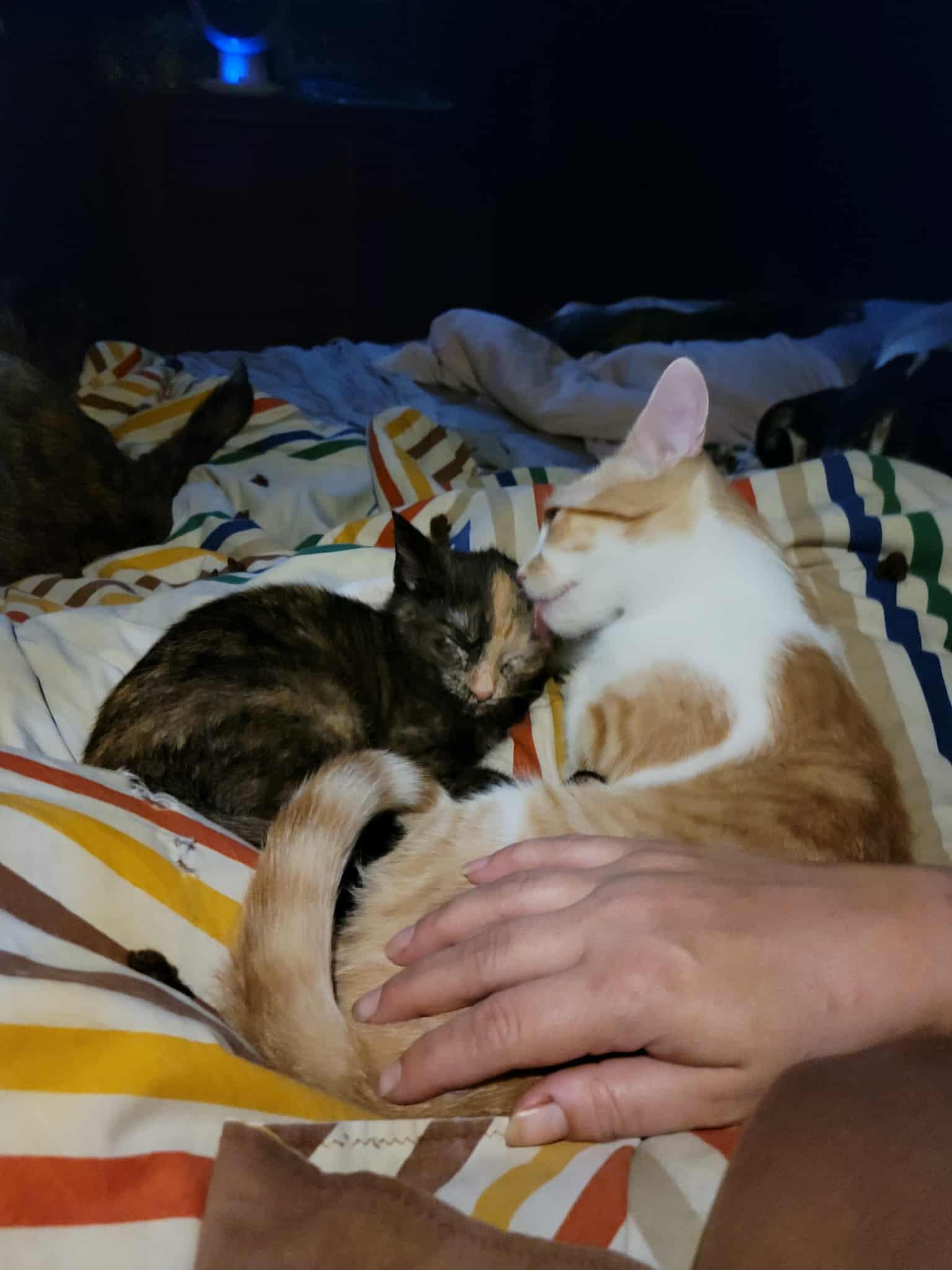 Hutton, a Adoptable Domestic Short Hair in Detroit Lakes, MN image 2/3