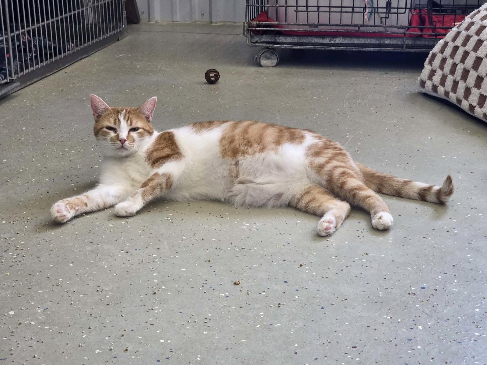 Enlarge Hutton, a Adoptable Domestic Short Hair in Detroit Lakes, MN image 2/3