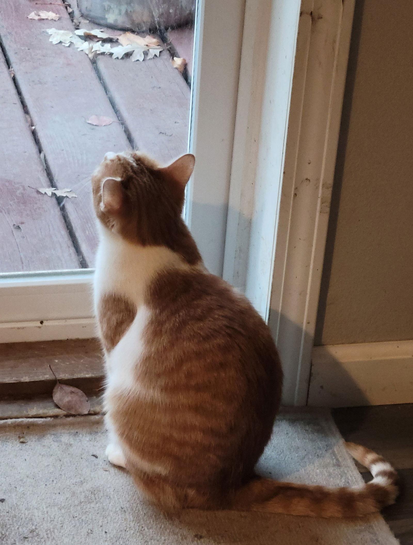 Hutton, a Adoptable Domestic Short Hair in Detroit Lakes, MN image 3/3