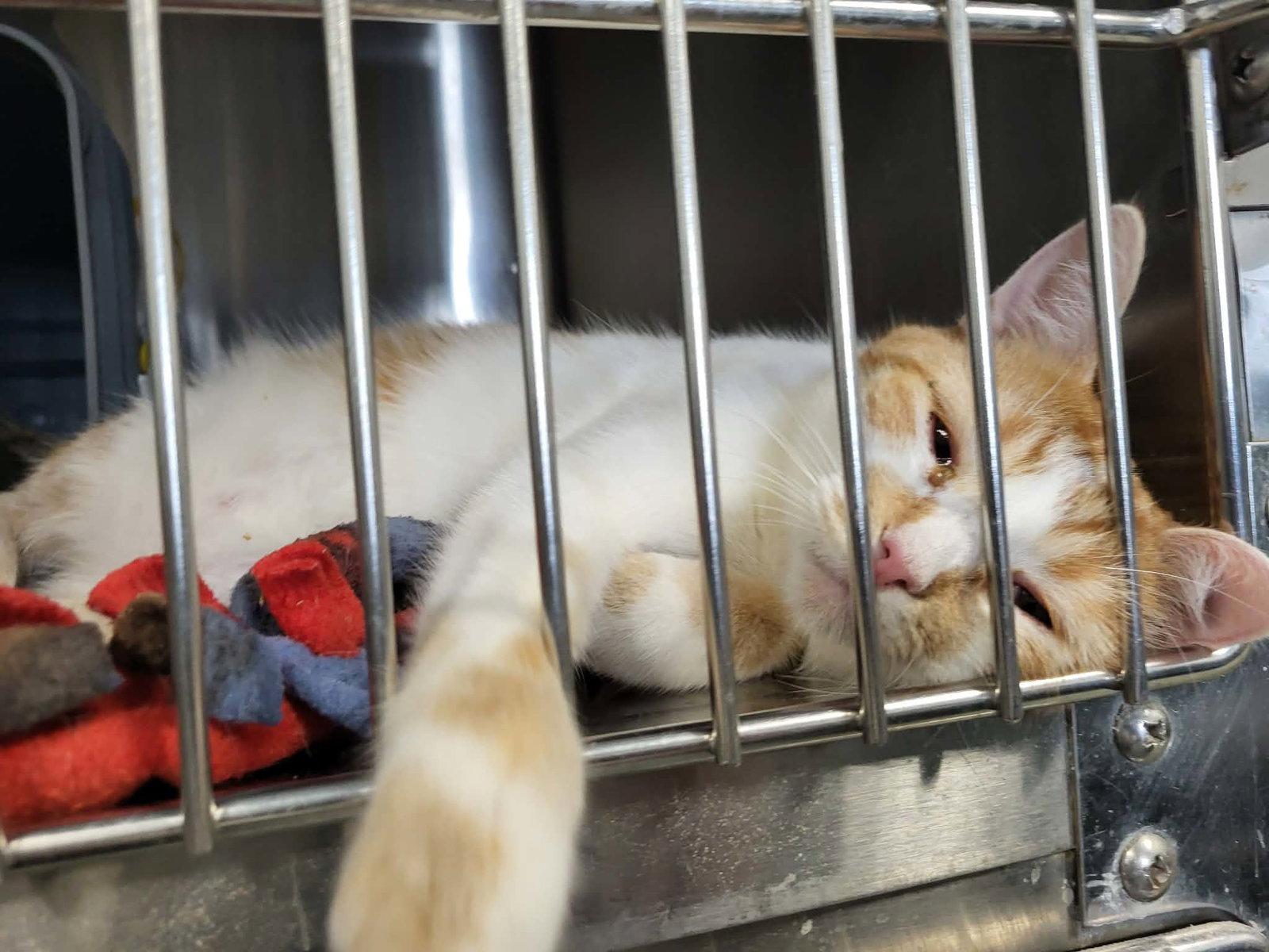 Enlarge Hutton, a Adoptable Domestic Short Hair in Detroit Lakes, MN image 2/3