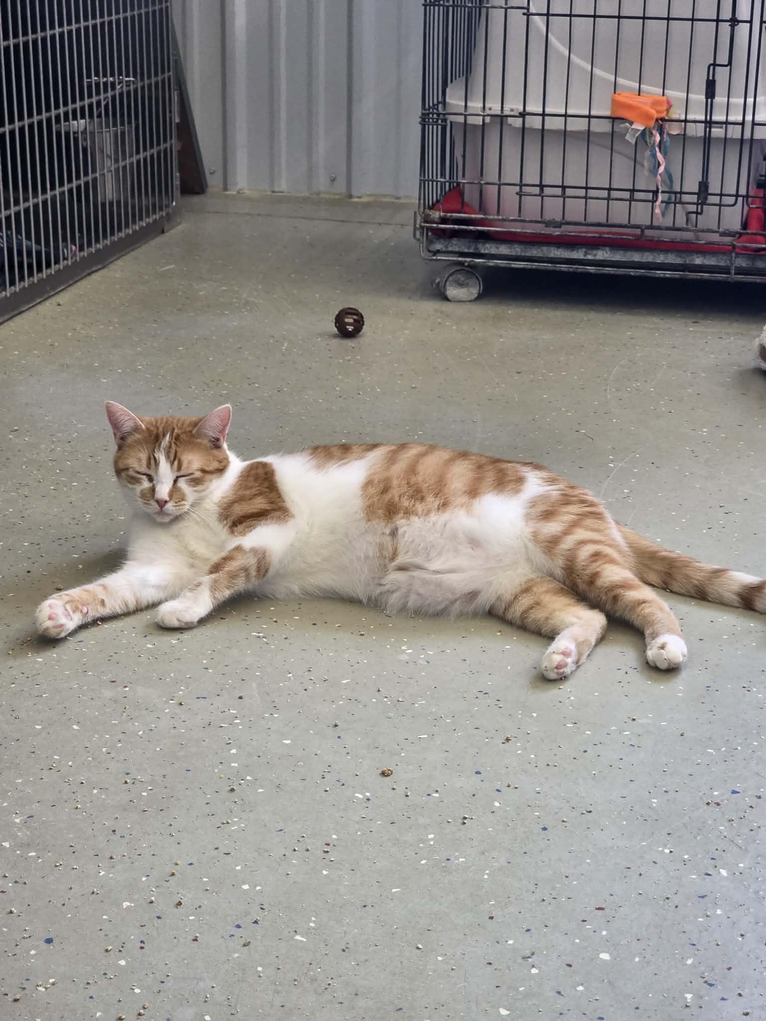 Enlarge Hutton, a Adoptable Domestic Short Hair in Detroit Lakes, MN image 3/3