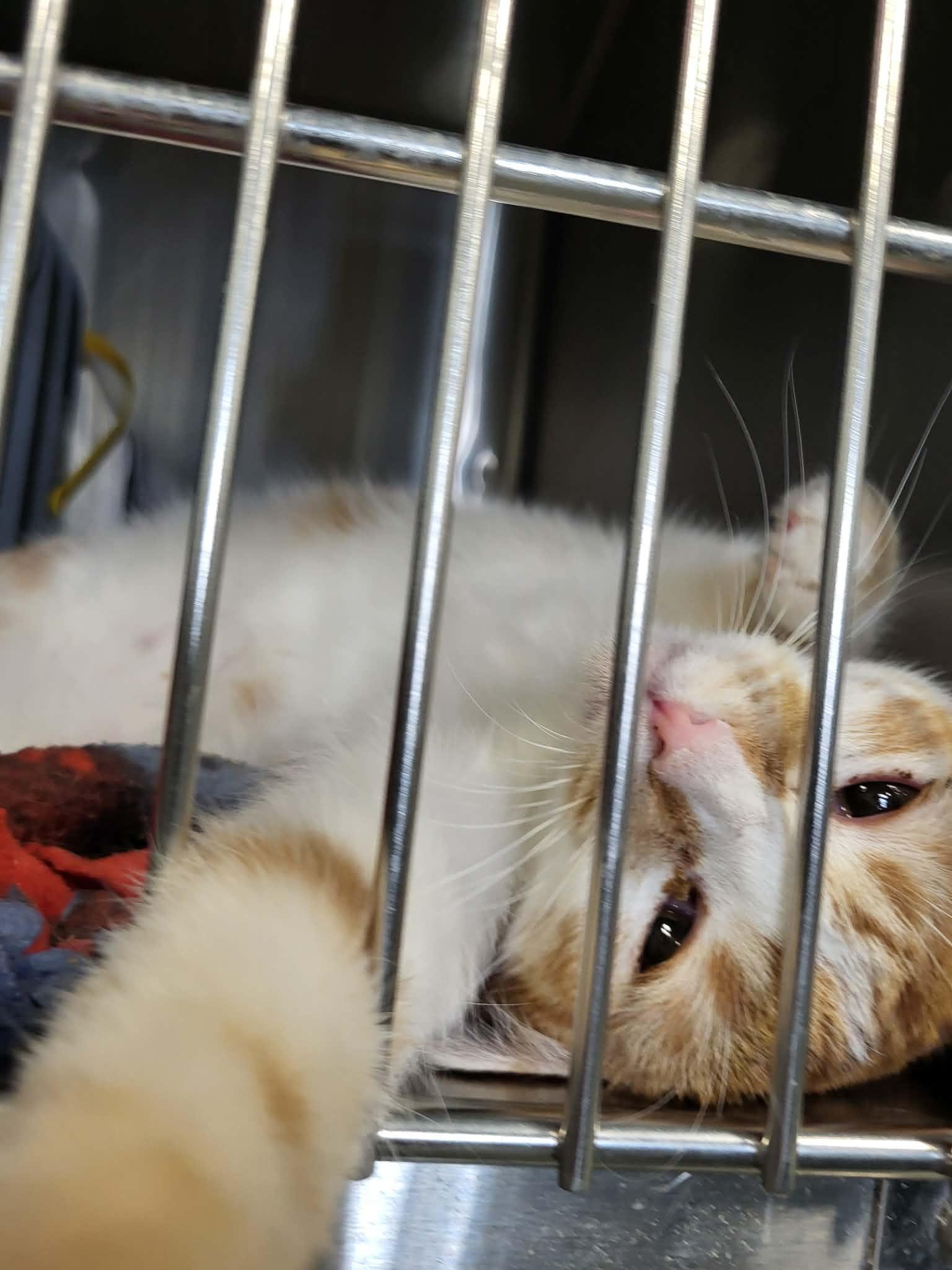 Enlarge Hutton, a Adoptable Domestic Short Hair in Detroit Lakes, MN image 3/3