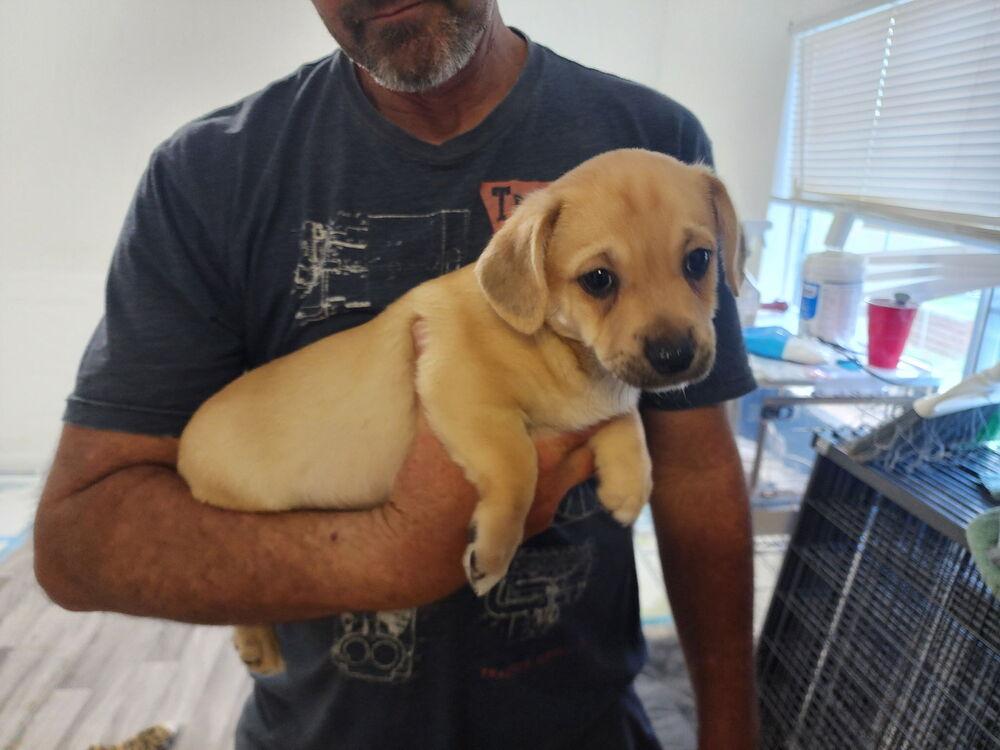 Prince William, Adoptable, Puppy Male Corgi & Pug.