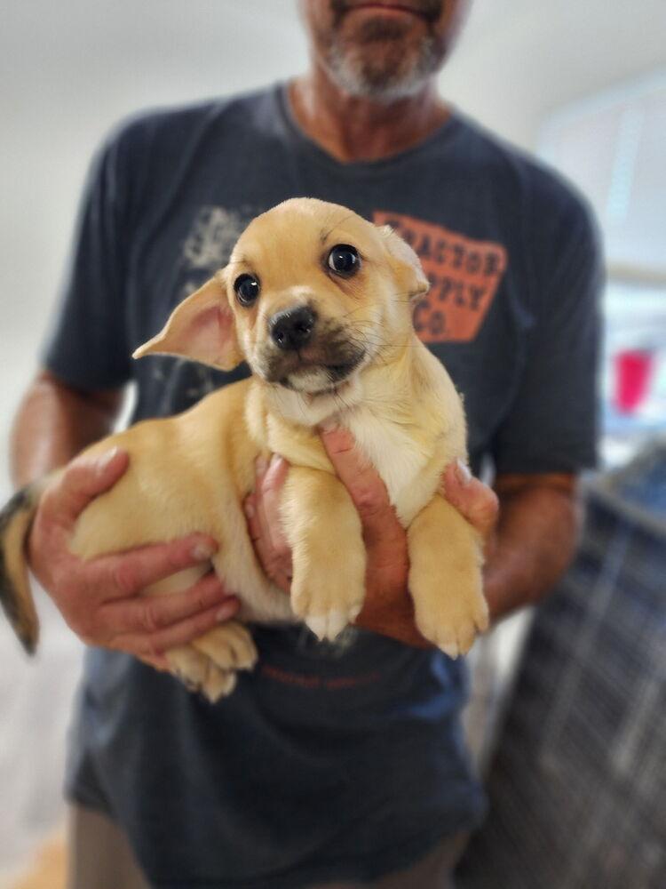 Enlarge Prince William, a Adoptable mixed breed in Windsor, CA image 2/2