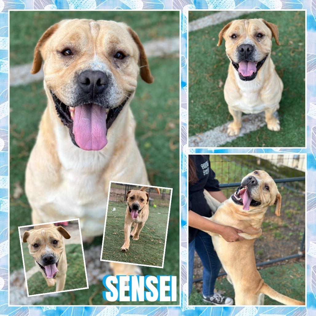 Sensei, Adoptable, Adult Male Shar-Pei.