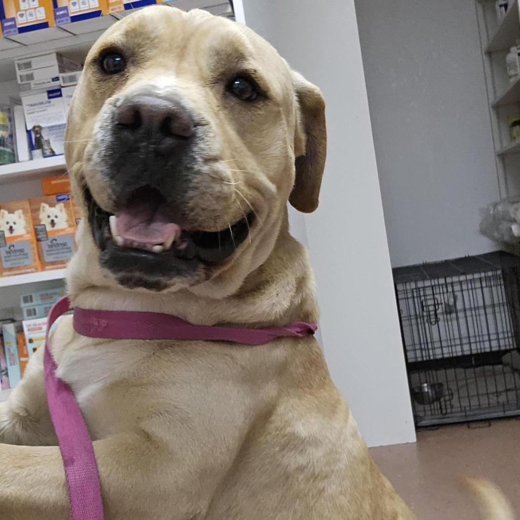 Enlarge Sensei, a Adoptable mixed breed in Fort Smith, AR image 1/3