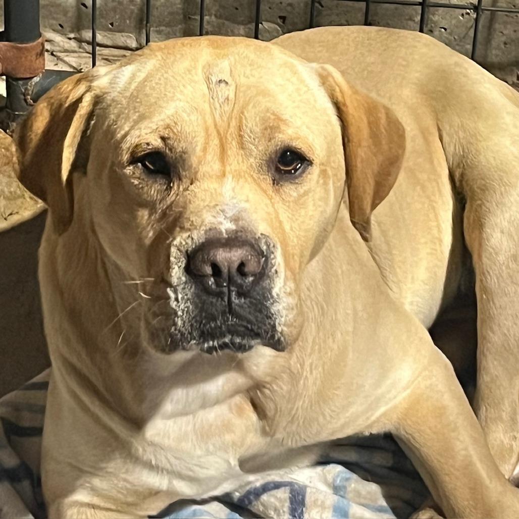 Enlarge Sensei, a Adoptable mixed breed in Fort Smith, AR image 3/3