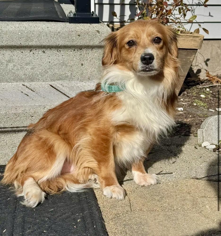 Aspen, Adoptable, Young Male Mixed Breed.