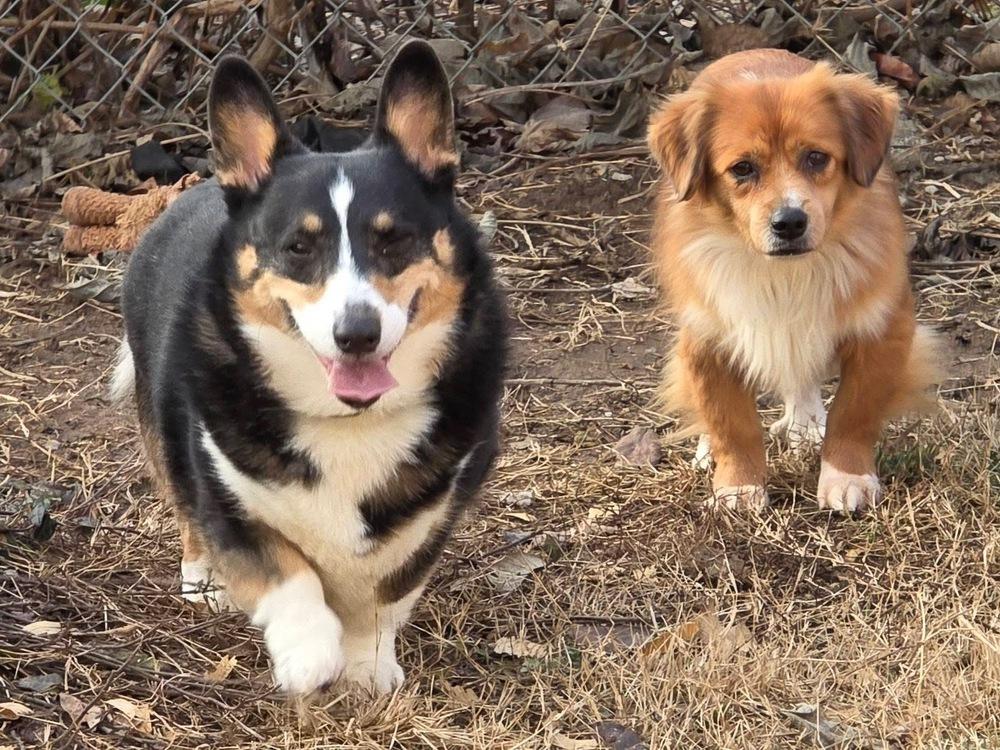 Aspen, Adoptable, Young Male Mixed Breed.