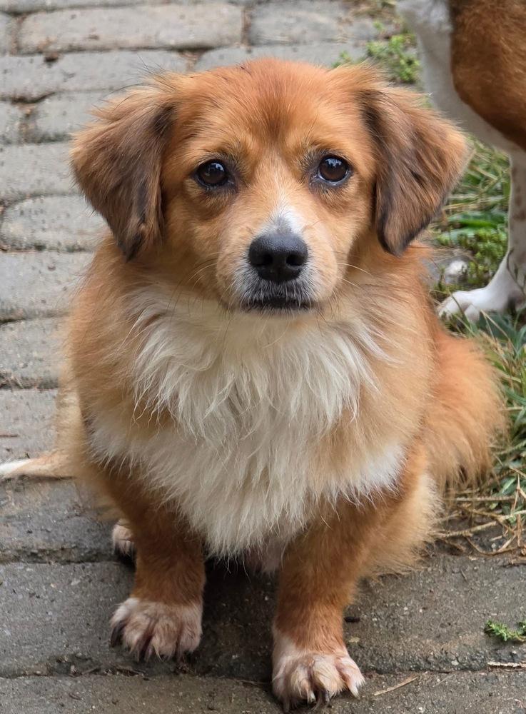 Enlarge Aspen, a Adoptable mixed breed in Middletown, CT image 2/6