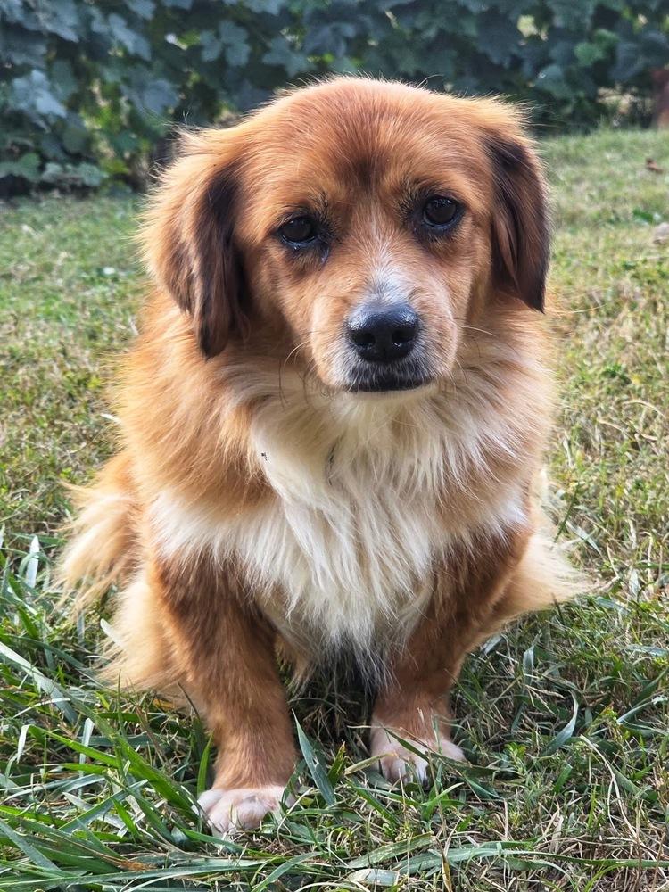 Enlarge Aspen, a Adoptable mixed breed in Middletown, CT image 3/6