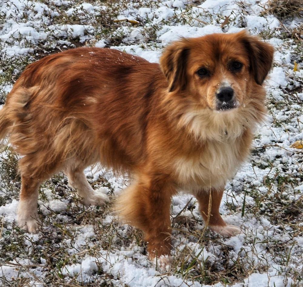 Enlarge Aspen, a Adoptable mixed breed in Middletown, CT image 4/6