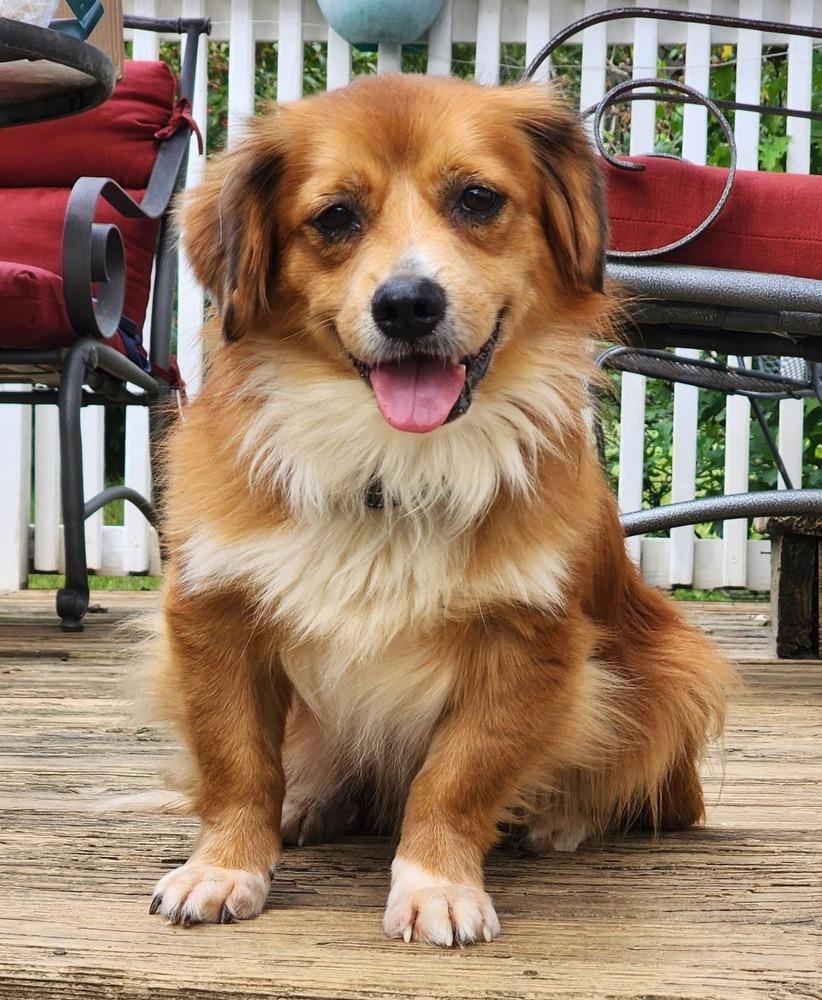 Enlarge Aspen, a Adoptable mixed breed in Middletown, CT image 5/6