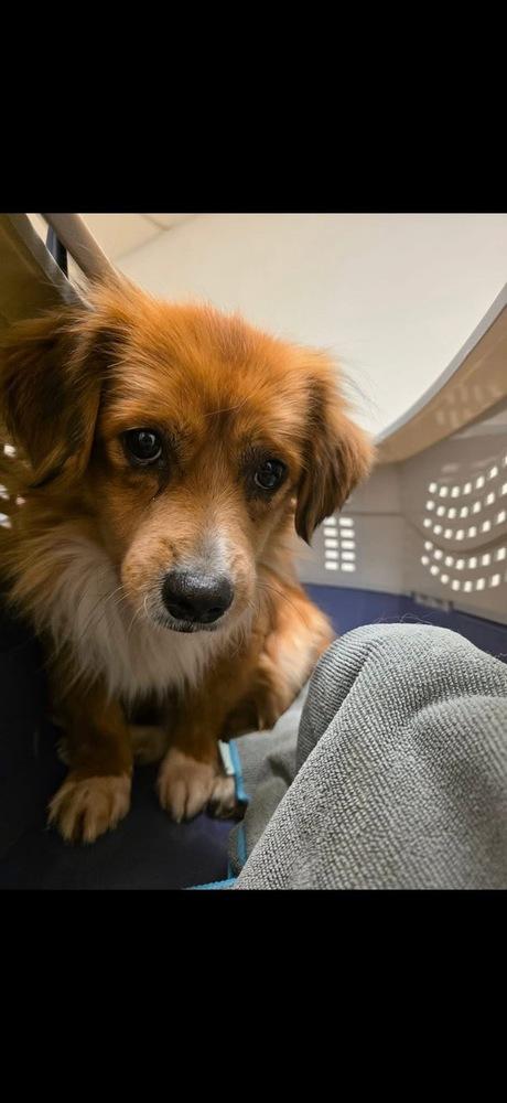 Enlarge Aspen, a Adoptable mixed breed in Middletown, CT image 6/6