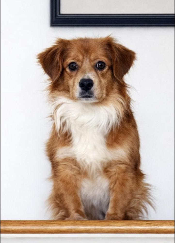 Enlarge Aspen, a Adoptable mixed breed in Middletown, CT image 5/6