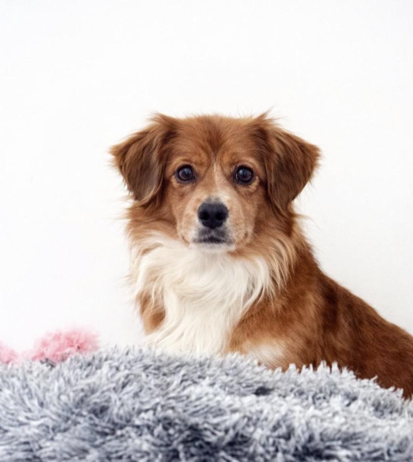 Enlarge Aspen, a Adoptable mixed breed in Middletown, CT image 6/6