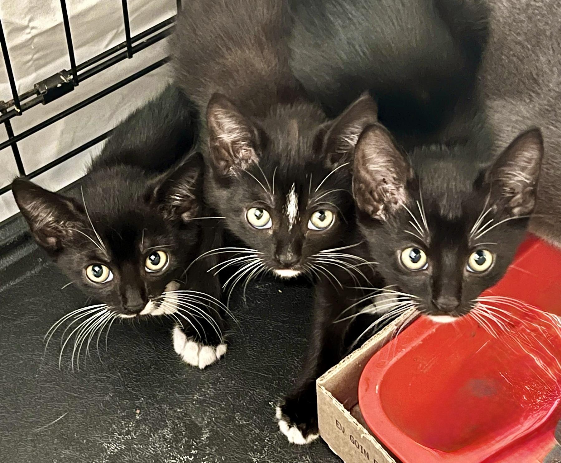 Tiger (M), a Adoptable American Shorthair in Los Angeles, CA image 2/5