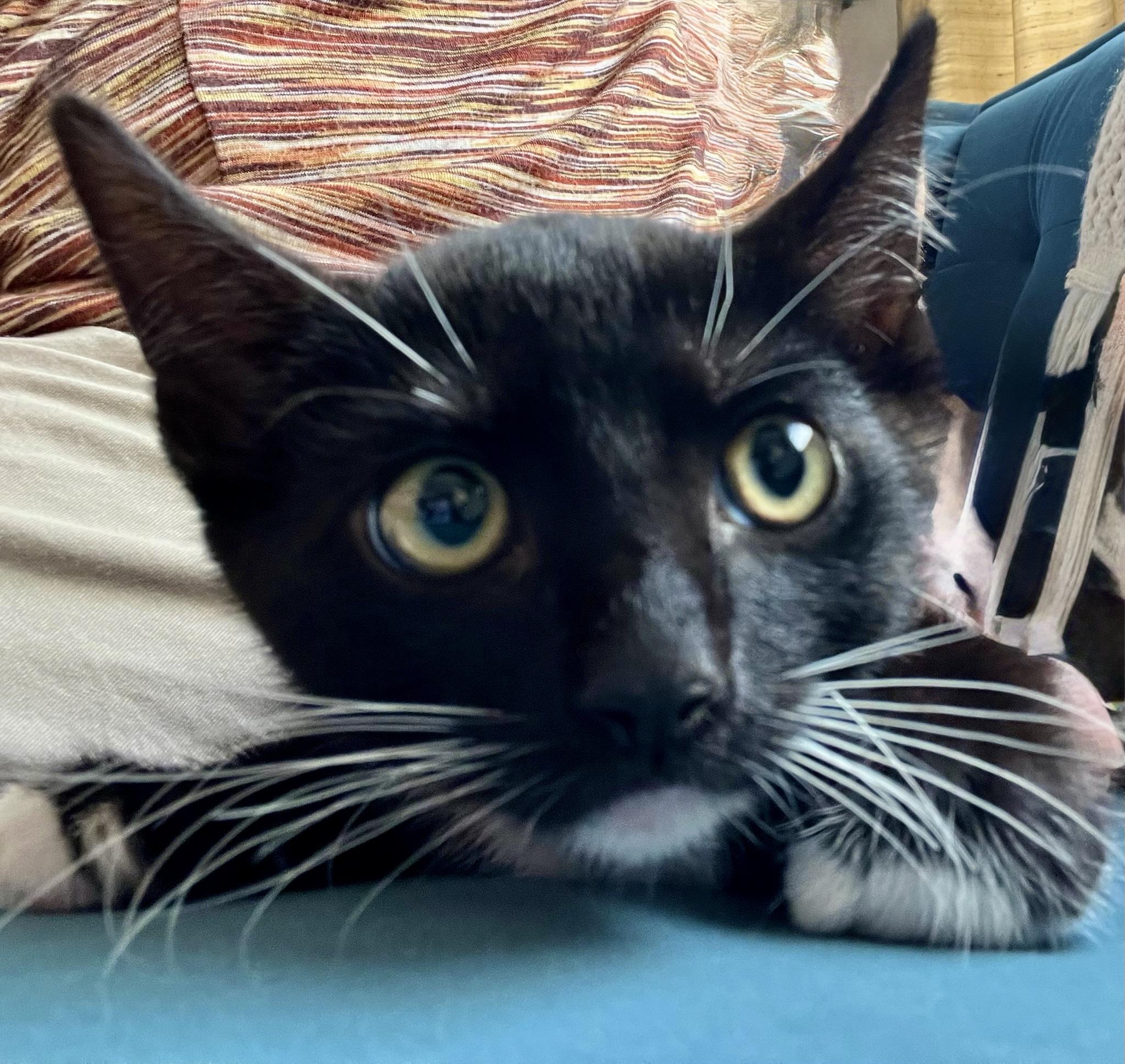 Tiger (M), a Adoptable American Shorthair in Los Angeles, CA image 3/5