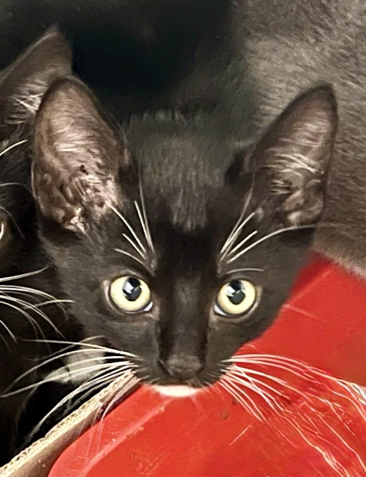 Tiger (M), Adoptable, Kitten Male American Shorthair.