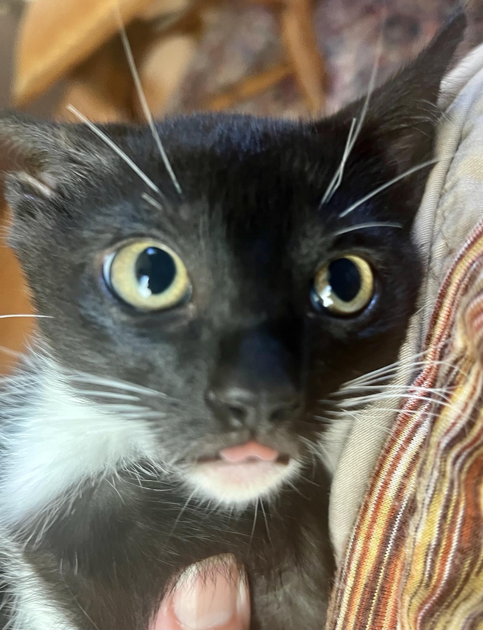 Tiger (M), a Adoptable American Shorthair in Los Angeles, CA image 4/5