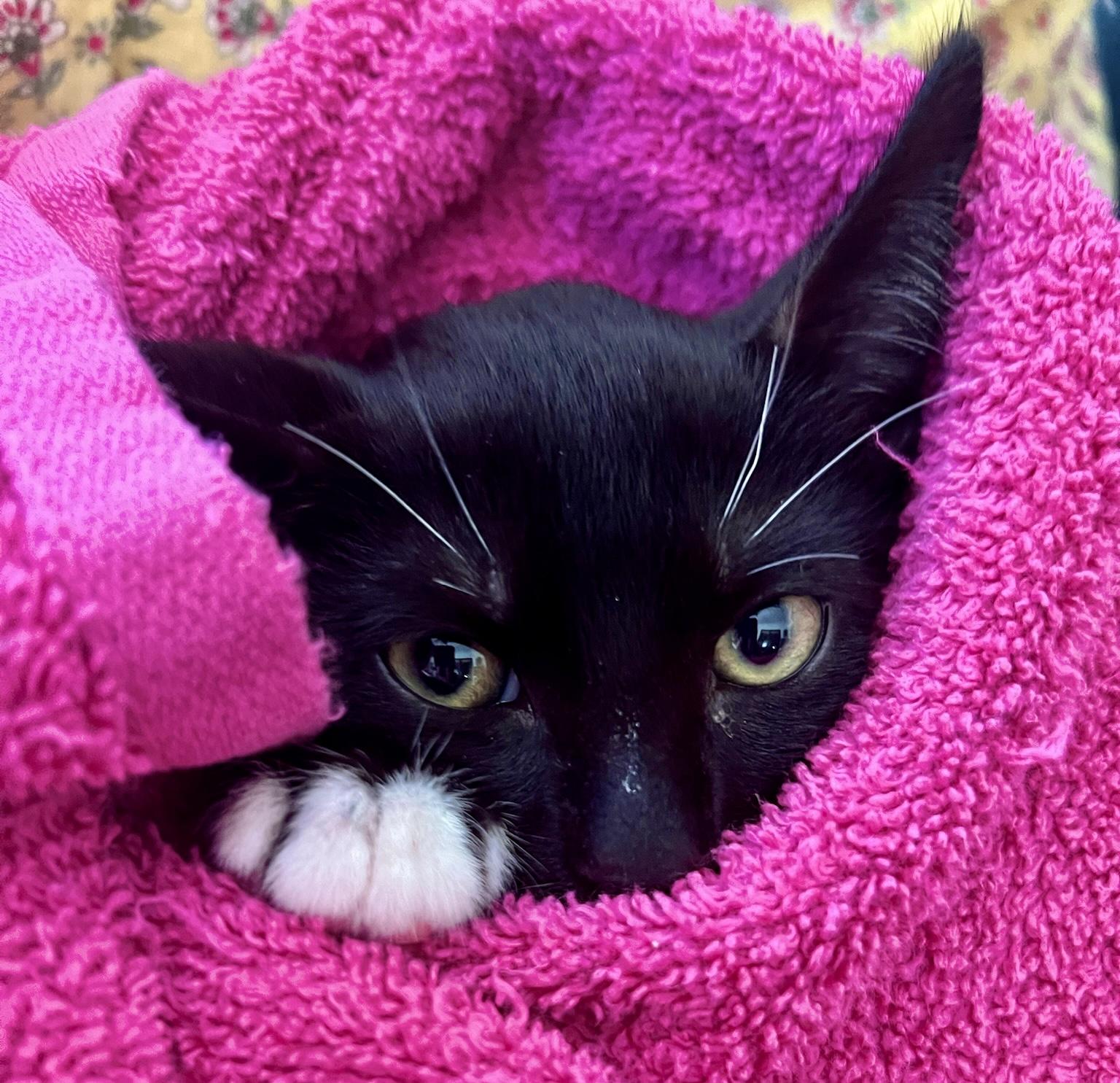 Tiger (M), a Adoptable American Shorthair in Los Angeles, CA image 5/5