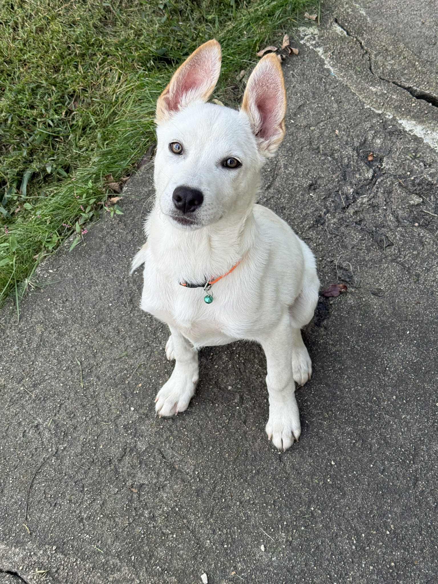 Joey - Local, Adopted, Puppy Male German Shepherd Dog & Husky.