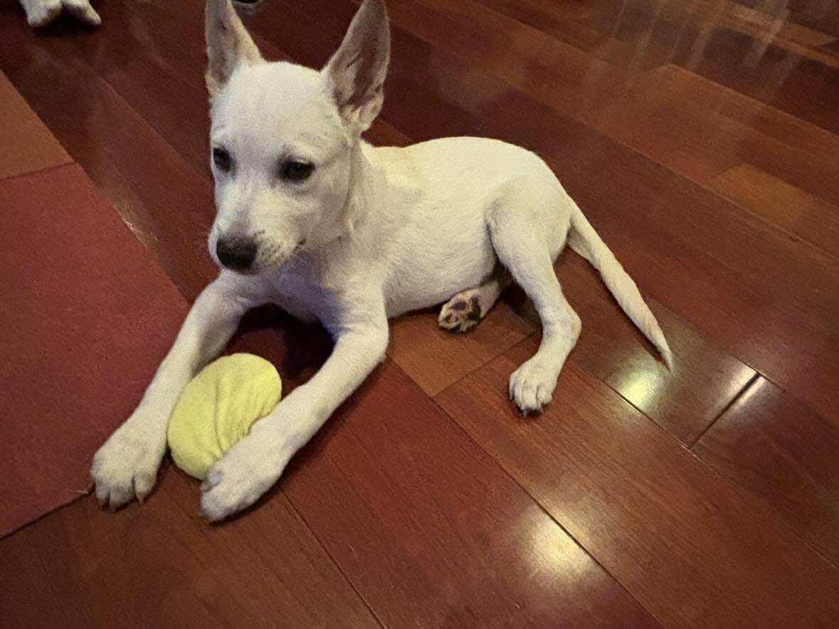 Enlarge Joey - Local, a Adopted mixed breed in West Warwick, RI image 3/4