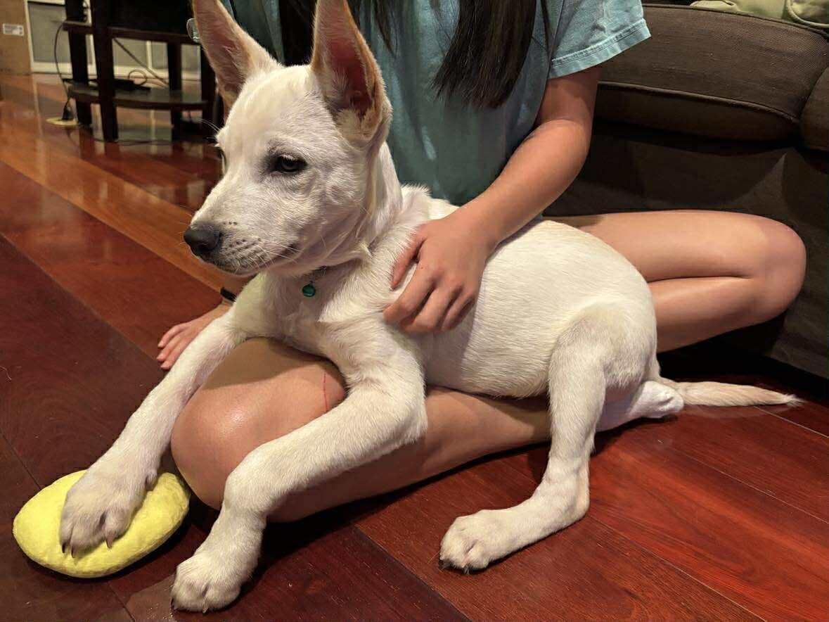 Enlarge Joey - Local, a Adopted mixed breed in West Warwick, RI image 4/4