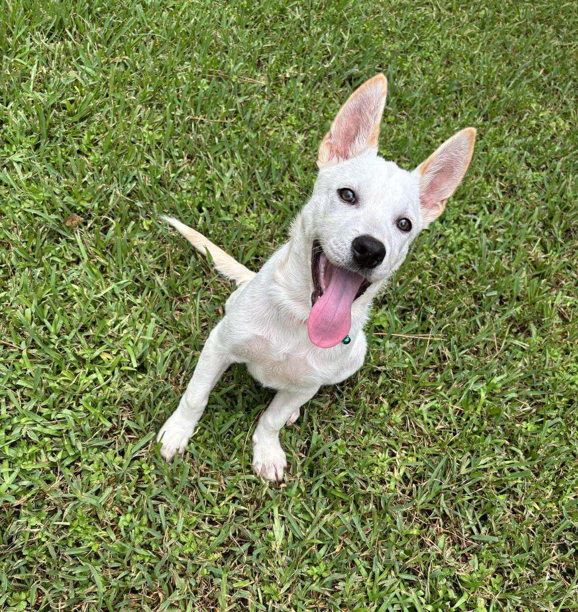 Enlarge Joey - Local, a Adopted mixed breed in West Warwick, RI image 2/4