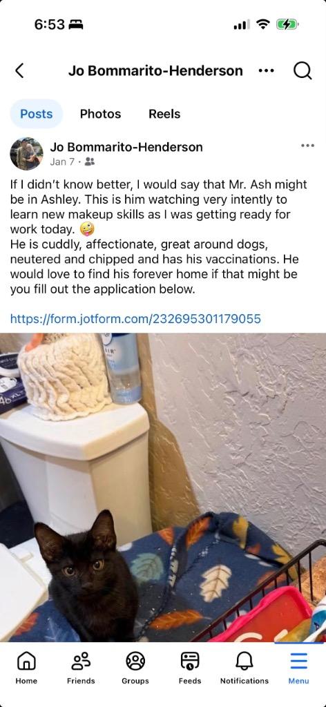 Ash, Adopted, Kitten Male Domestic Short Hair.