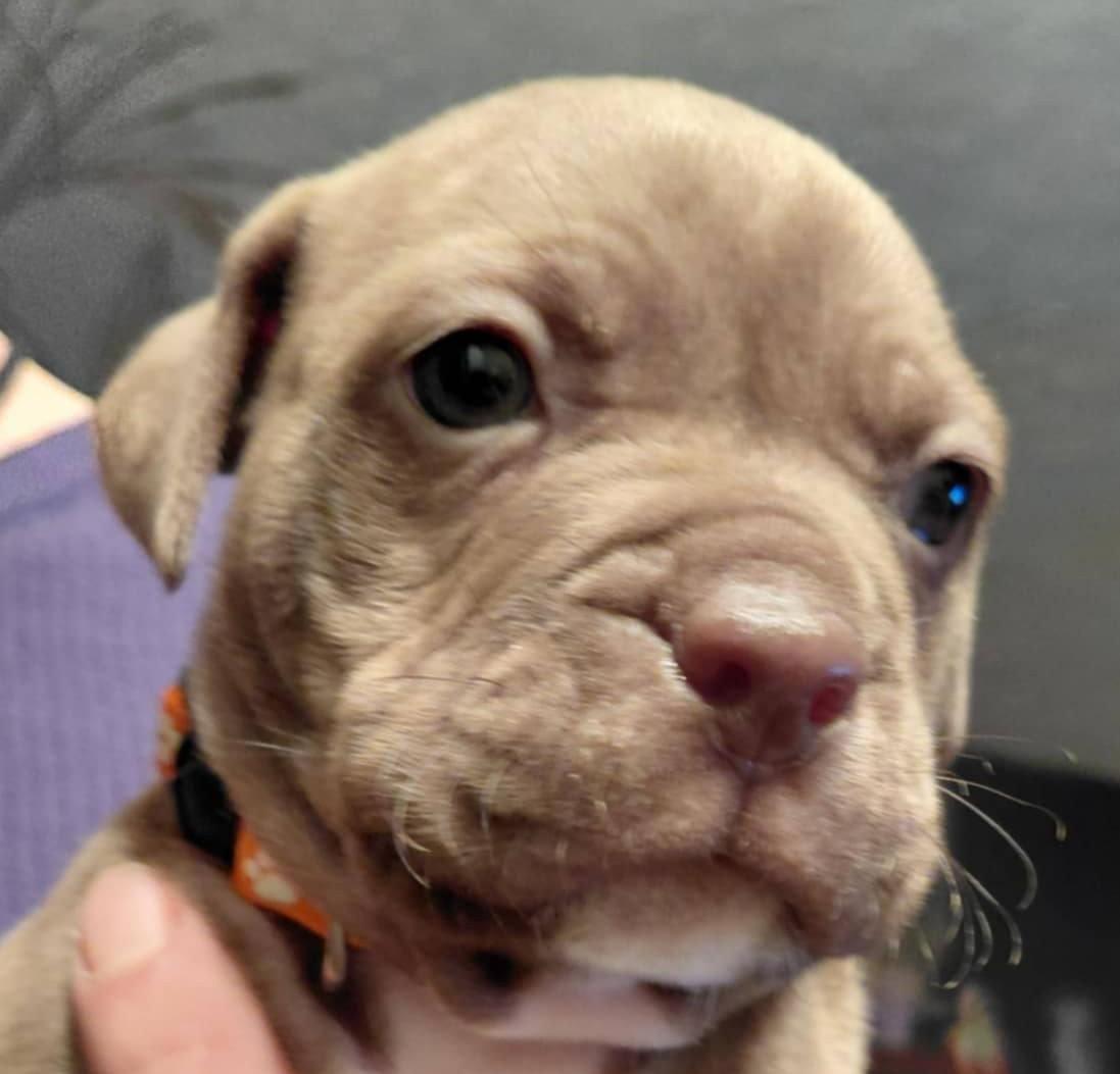 Enlarge Orion, a ADOPTABLE mixed breed in Powder Springs, GA image 1/1