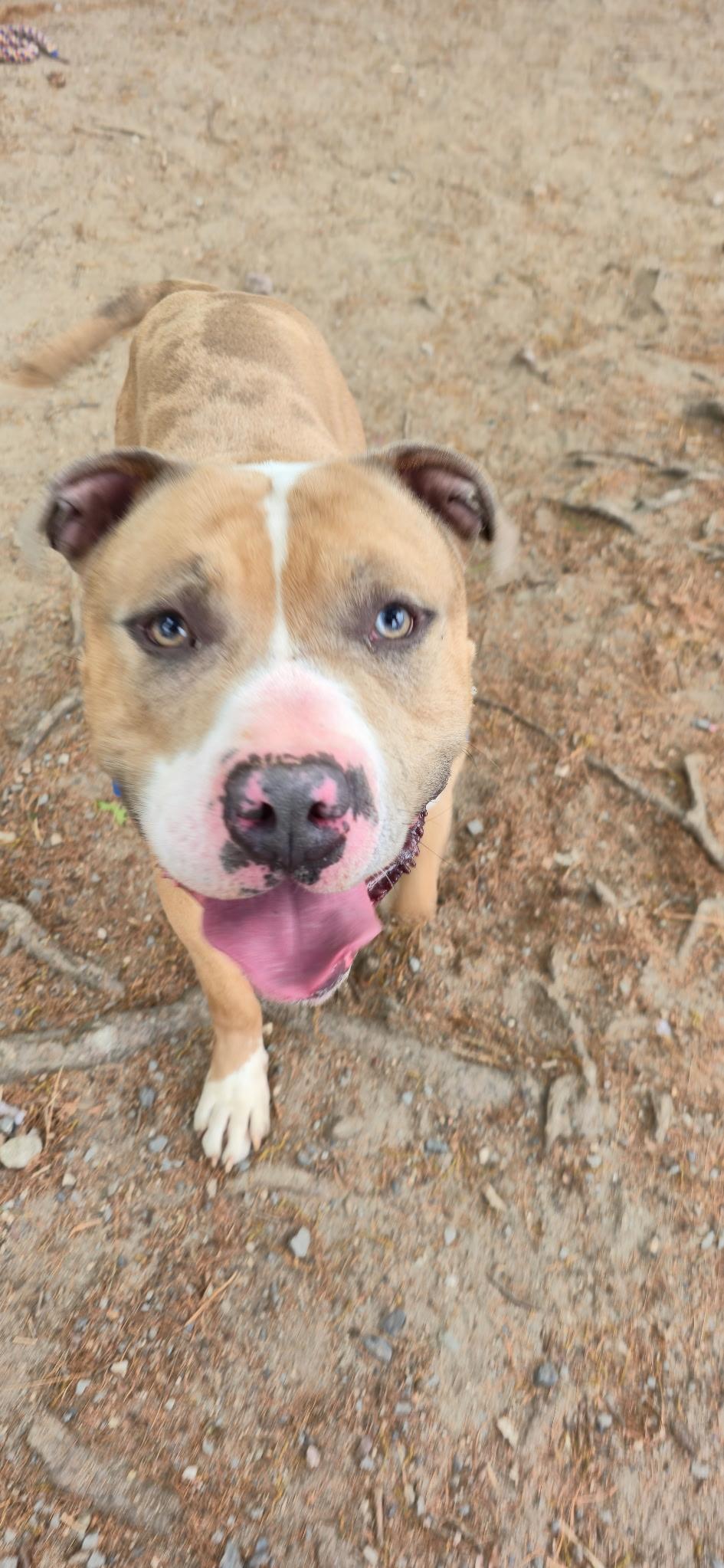 Sheamus, a ADOPTABLE mixed breed in Attleboro, MA image 5/5
