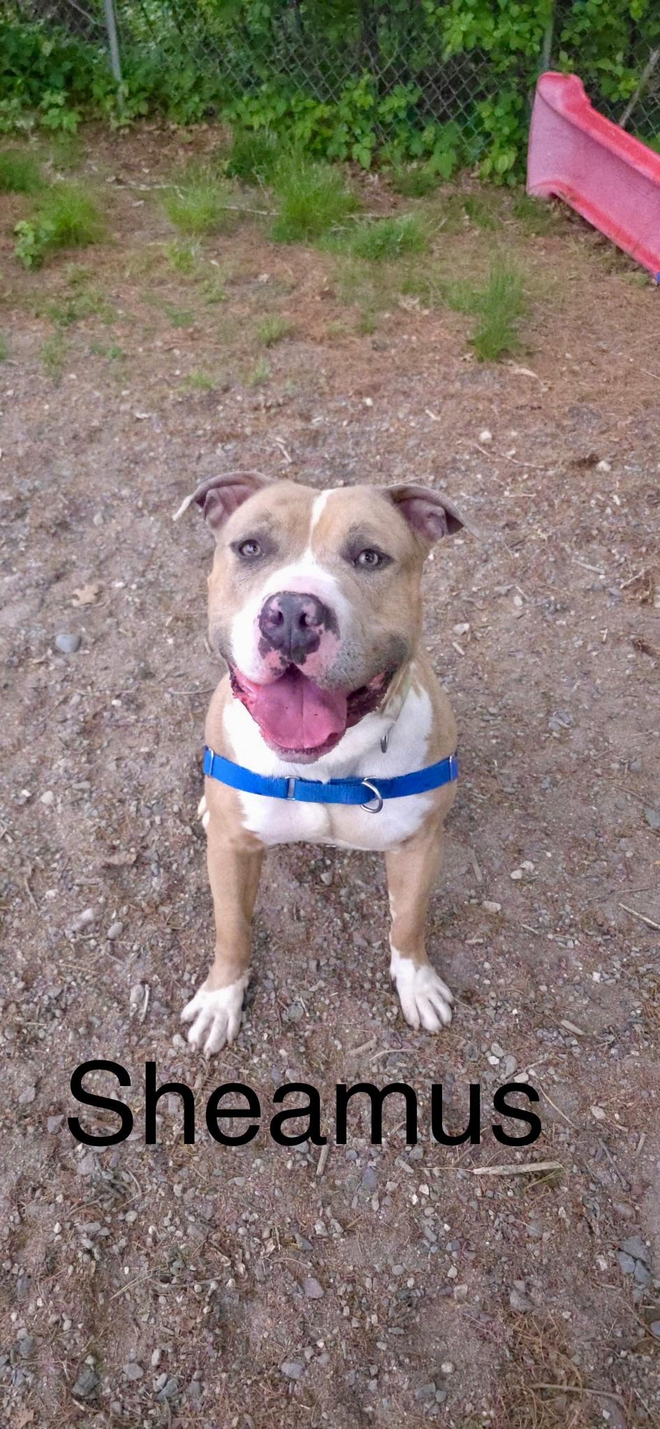 Sheamus, ADOPTABLE, Young Male American Bully & Bull Terrier.