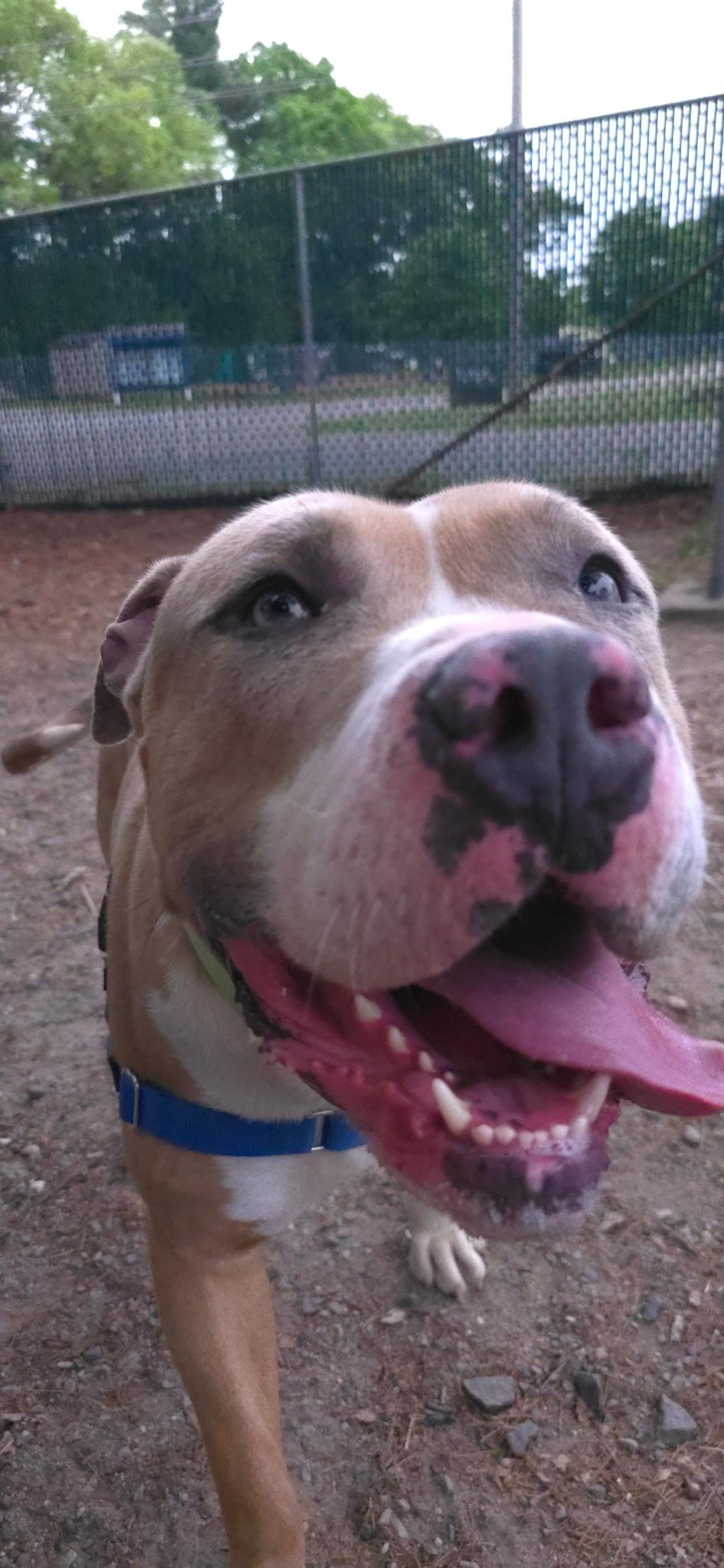Sheamus, a ADOPTABLE mixed breed in Attleboro, MA image 3/5