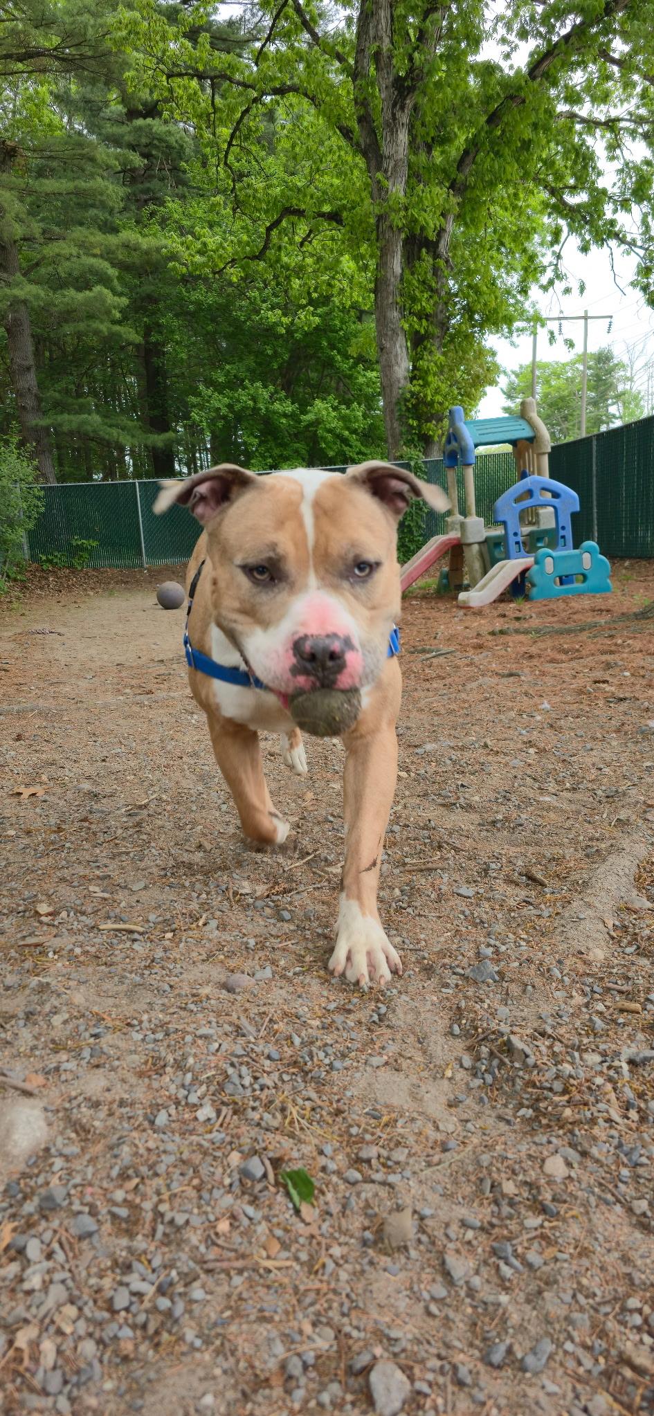 Sheamus, a ADOPTABLE mixed breed in Attleboro, MA image 2/5