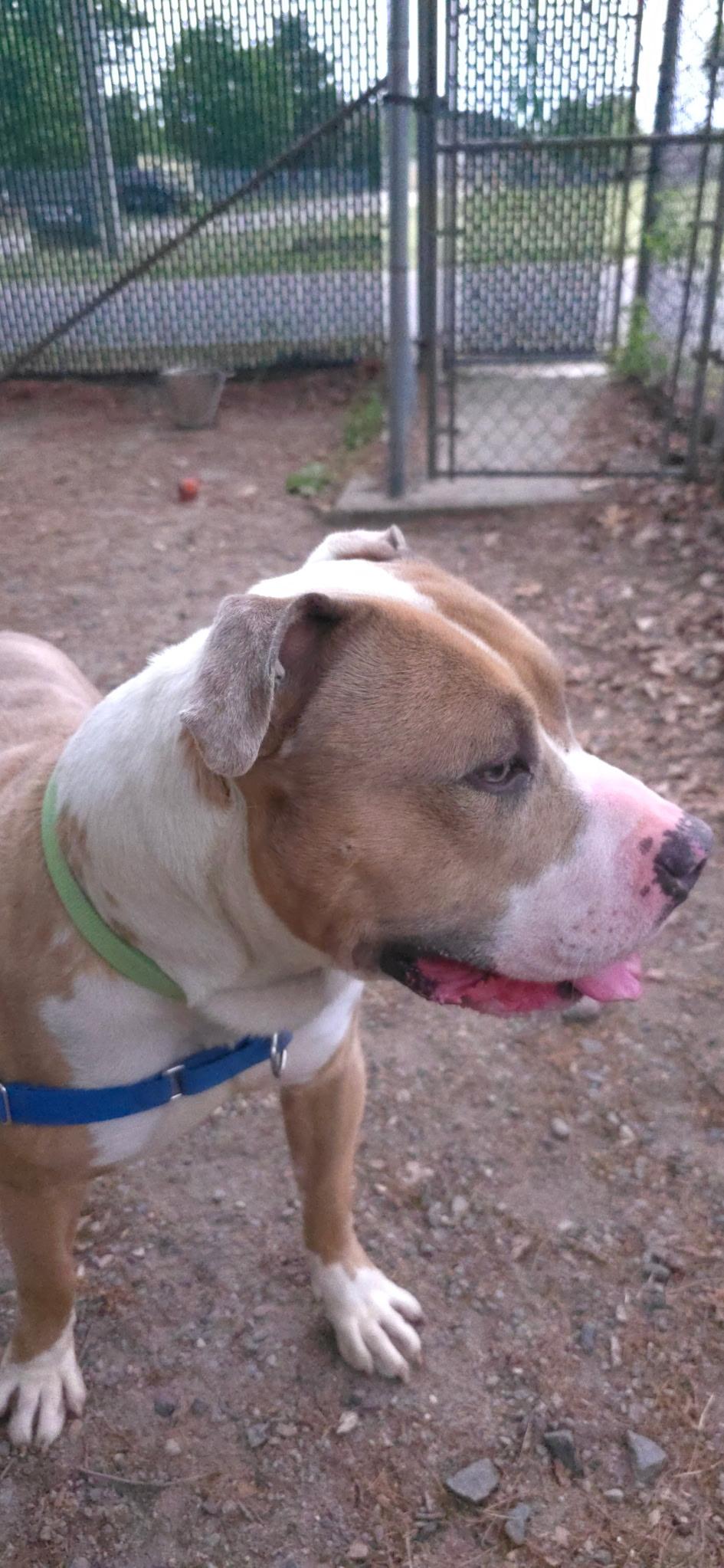 Sheamus, a ADOPTABLE mixed breed in Attleboro, MA image 4/5