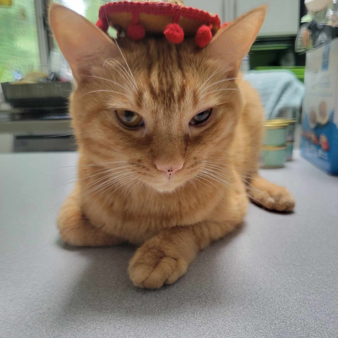 Max, Adult Male Tabby